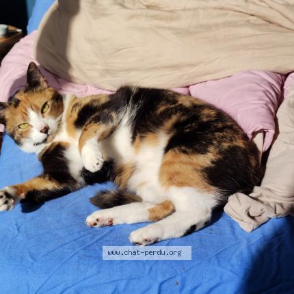 Foto van vermiste kat in Bruxelles