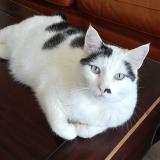 Picture of cat lost at Nantiat