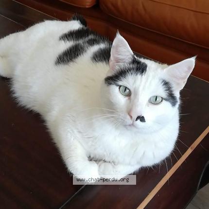 Photo 1/1 Cat reunited Lost in Nantiat