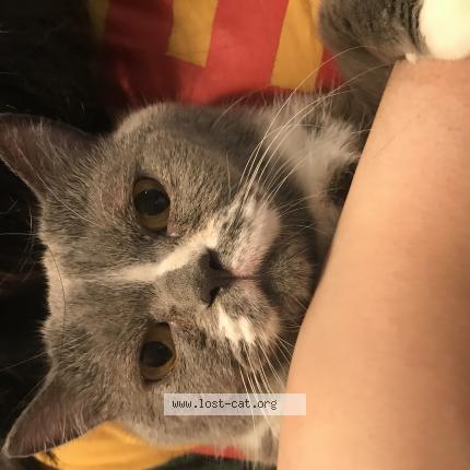 Photo 1/1 Cat reunited Lost in Vancouver