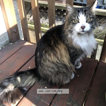 Photo 1/1 Cat reunited Lost in Toronto