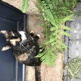 Picture of cat lost at Saint Congard