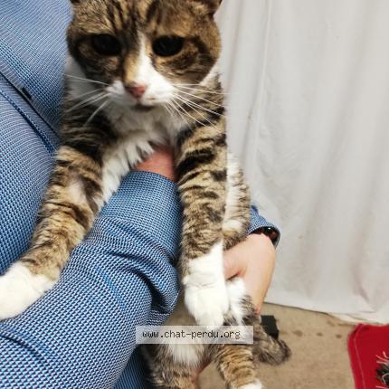 Photo 1/1 Cat reunited Found in Pollionnay