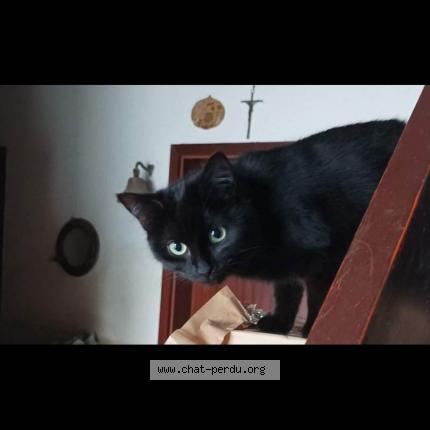Foto van vermiste kat in Jodoigne