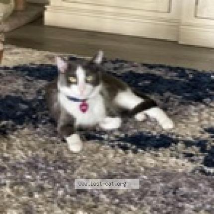 Picture of cat lost at Murray