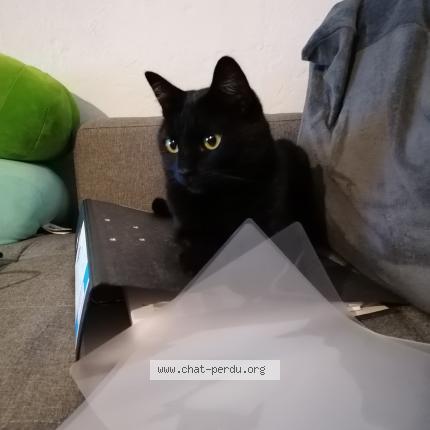 Foto van vermiste kat in Ruette