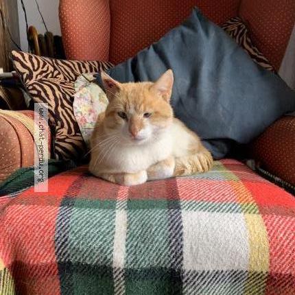 Photo 1/1 Cat reunited Lost in Aigurande