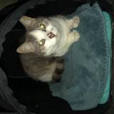 Picture of cat lost at Cholet