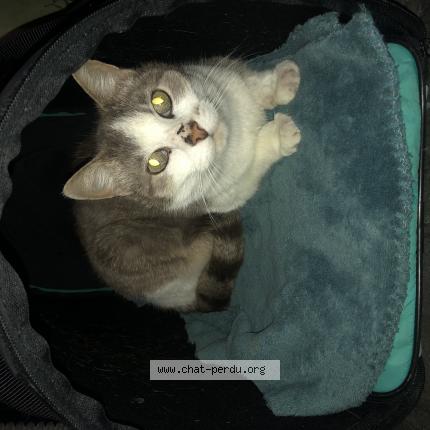 Photo 1/1 Cat reunited Lost in Cholet