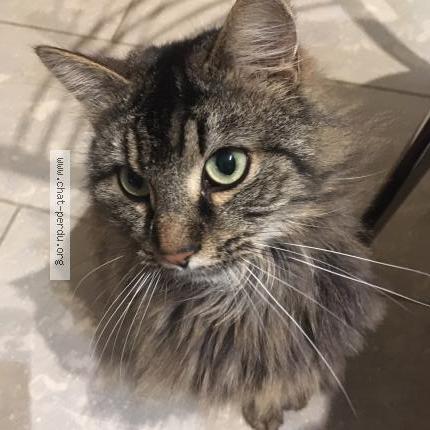 Photo 1/1 Poudi Chat lost in Feldbach