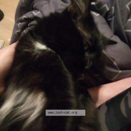 Picture of cat lost at Oshkosh
