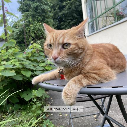 Foto 1/1 Wiedergefundene Katze Verloren in Aire