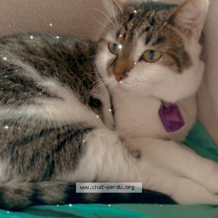 Foto van vermiste kat in Bruxelles
