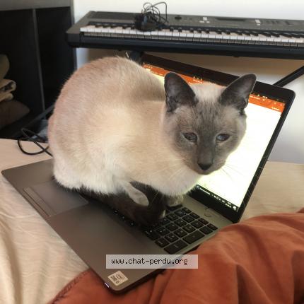 Foto 1/1 Kat teruggevonden Vermist in Bruxelles