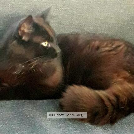 Photo 1/1 Malo Chat lost in Penthievre