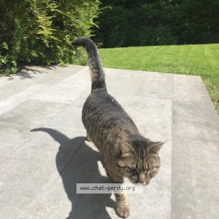 Foto van vermiste kat in Woluwe St Pierre