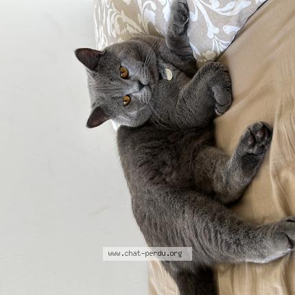 Foto van vermiste kat in Bruxelles
