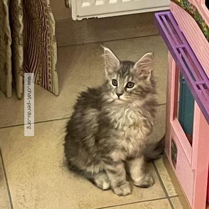 Foto van vermiste kat in Nalinnes