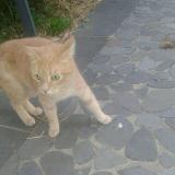 Picture of cat found at Serignan