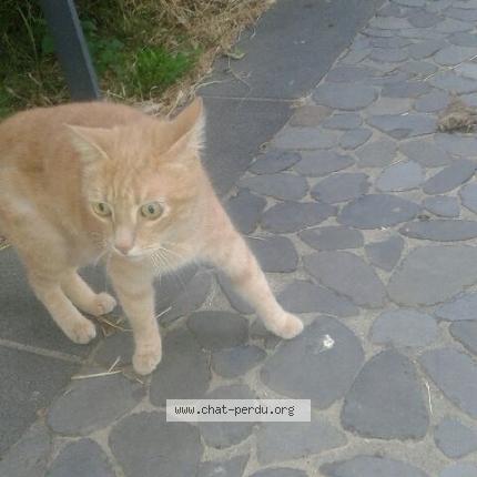 Photo 1/1 Cat reunited Found in Serignan