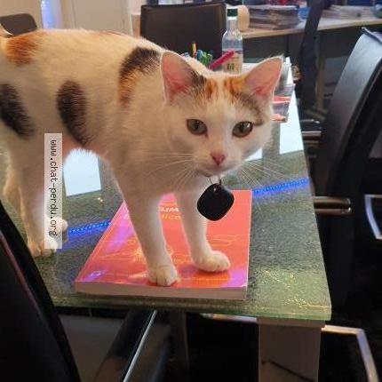 Foto 1/1 Wiedergefundene Katze Verloren in Auvernier