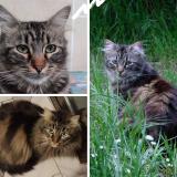 Picture of cat lost at Neuilly Plaisance