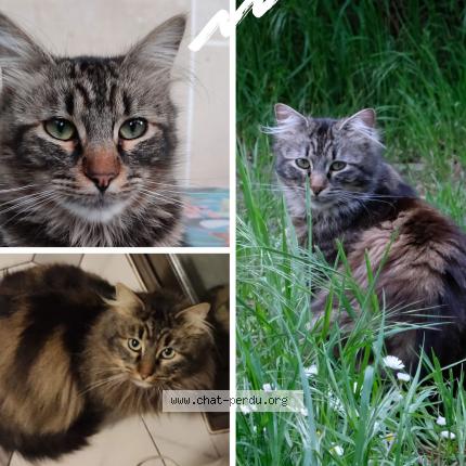 Photo 1/1 RAOUL Chat lost in Neuilly plaisance