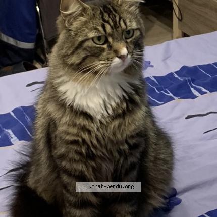 Photo 1/1 Chaussette Chat lost in Lugrin