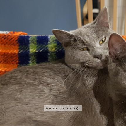 Foto van vermiste kat in Silenrieux