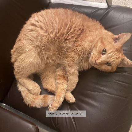 Foto van vermiste kat in Saint Andre Lez Lille