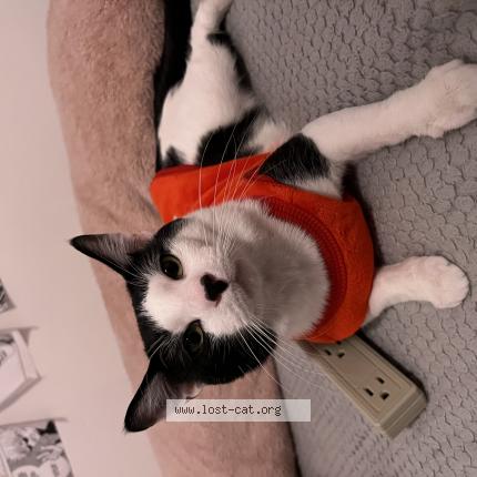 Photo 1/1 Reunited cat Lost in Worcester