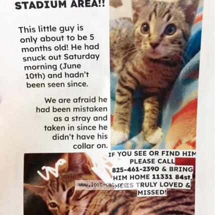 Photo 1/1 Cat reunited Lost in Edmonton