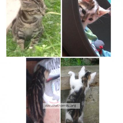 Photo 1/1 Cat reunited Lost in Gien