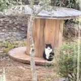 Picture of cat lost at Mejannes Le Clap