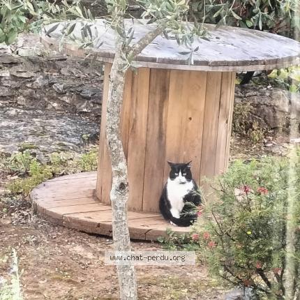 Photo 1/1 Belle Chat lost in Mejannes le clap