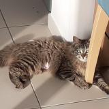 Picture of cat lost at Saint Quentin De Baron