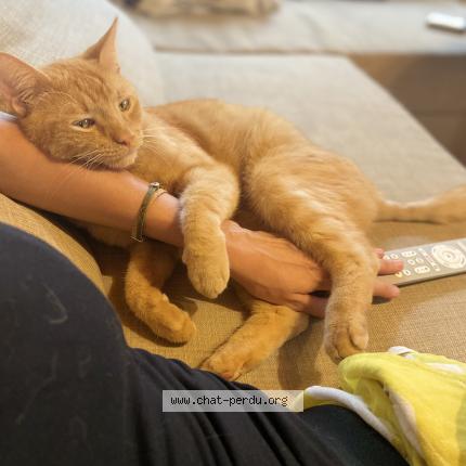 Foto 1/1 Wiedergefundene Katze Verloren in Corseaux