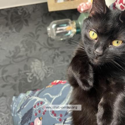 Foto van vermiste kat in Binche