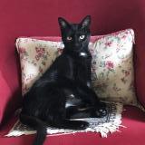 Picture of cat lost at Montpellier