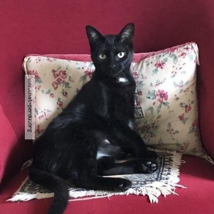 Photo 1/1 Rosa Chat lost in Montpellier