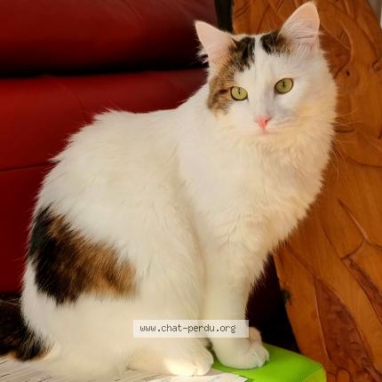 Foto einer verlorenen Katze in Hauterive