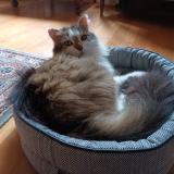 Picture of cat lost at Anjou