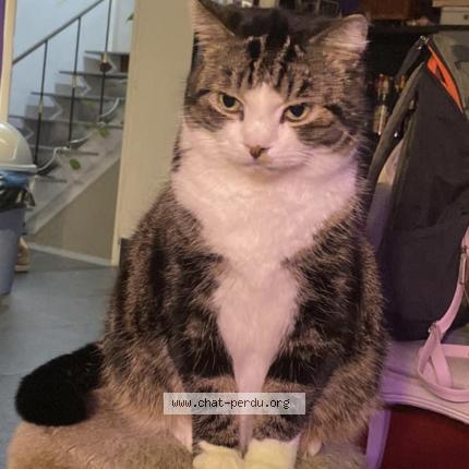 Foto van vermiste kat in Overijse