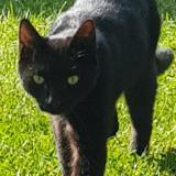 Picture of cat lost at Saussay La Campagne