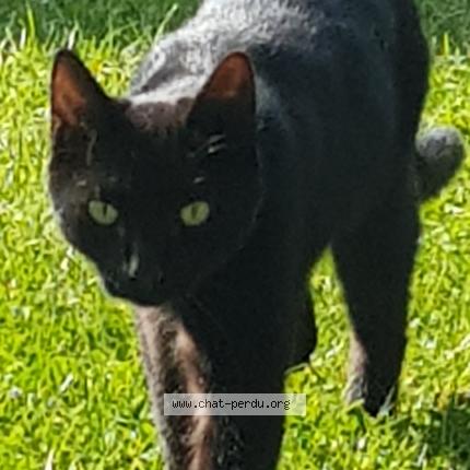 Photo 1/1 RAHAN Chat lost in Saussay la campagne