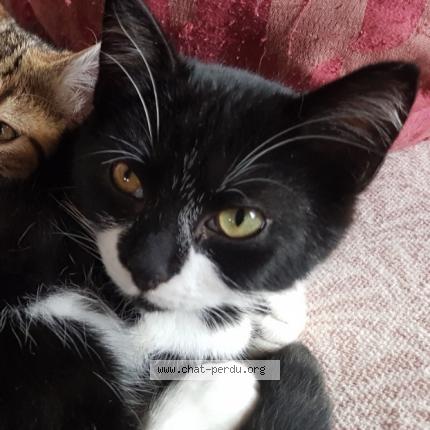 Photo 1/1 SUREAU Chat lost in Saussay la campagne