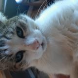 Picture of cat lost at Werbomont