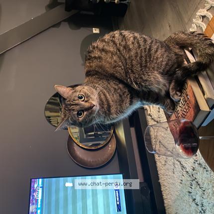 Foto 1/1 Kat teruggevonden Vermist in Drogenbos