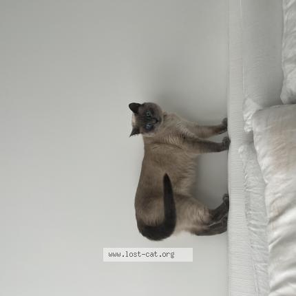 Photo 1/1 Reunited cat Lost in East Gwillimbury