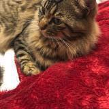 Picture of cat lost at Montigny Les Cormeilles